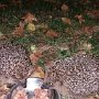 IGEL NACHTS IM GARTEN