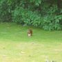 EICHHÖRNCHEN BEIM FUTTER-VERGRABEN