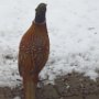 GOLD-FASAN IM GARTEN
